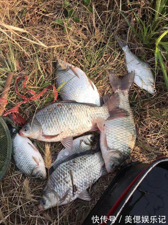 初夏钓大板鲫攻略,产完卵会去这几个地方,用对方法爆护不难