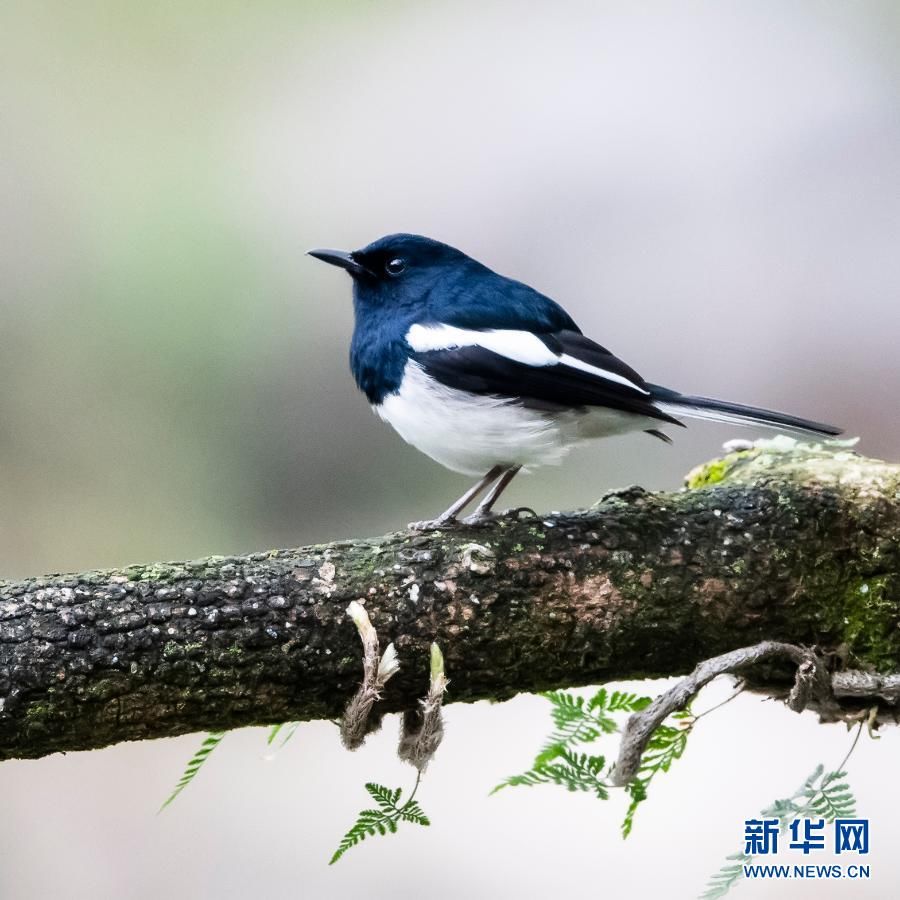 梅永存|西湖观鸟