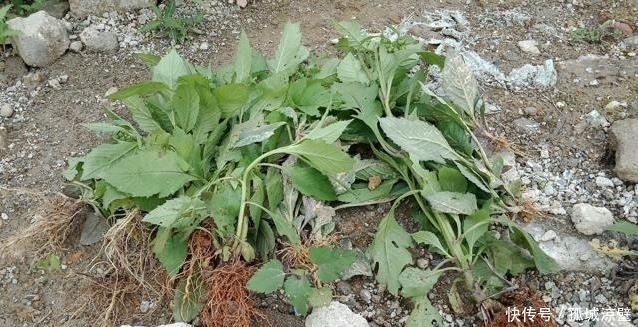 遇见|遇见“它”摘叶子就好,别拔根,因为它的根部作很大