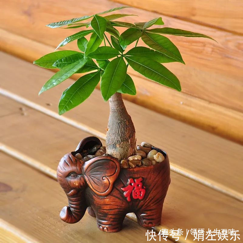 8种与“财”有关的植物,家里养几盆,招财旺宅,人人都喜欢!