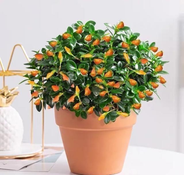 金鱼|吊兰长出了“金鱼”,极好的兆头,寓意“年年有余”!