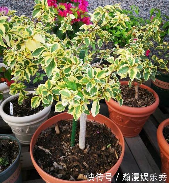 冬天冷、夏天热，养啥花好？扦插2种花卉，沾土就活、四季花开