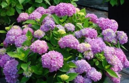 漂亮|美得出奇的4种花,花朵超漂亮,一年开花多次,养护容易