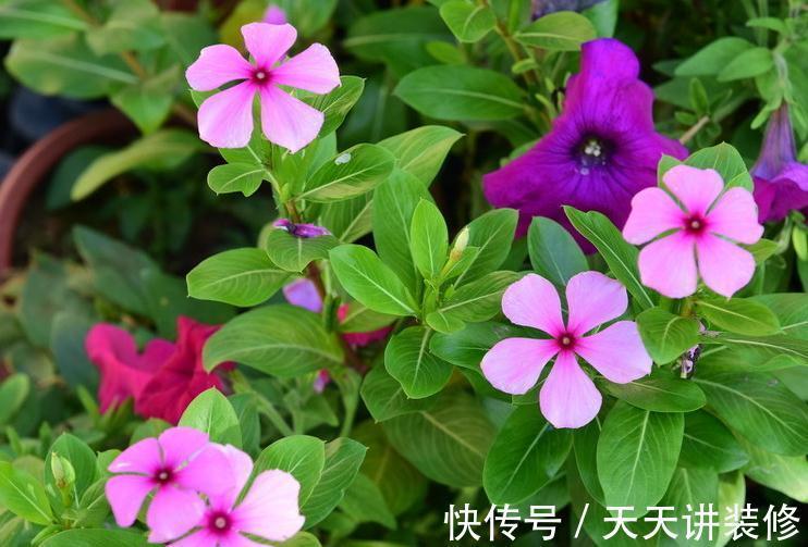天天开花的长春花要如何养才能花繁叶茂,日日开花