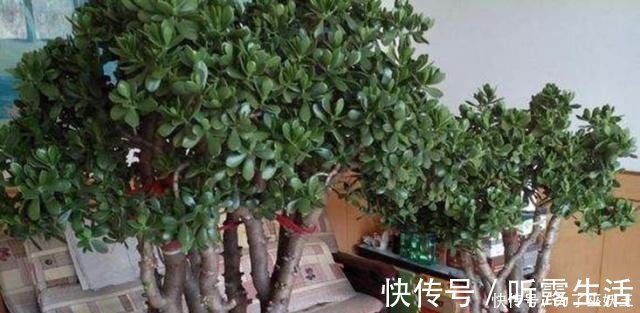 3种“便宜花”这样养一养,一年变“老桩”,开花千朵还“镇宅”