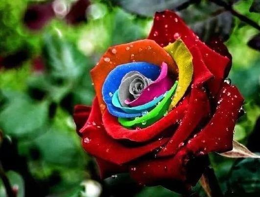 房子|无论房子有多大，6种盆栽要有，天再冷冻不死，满屋子飘香