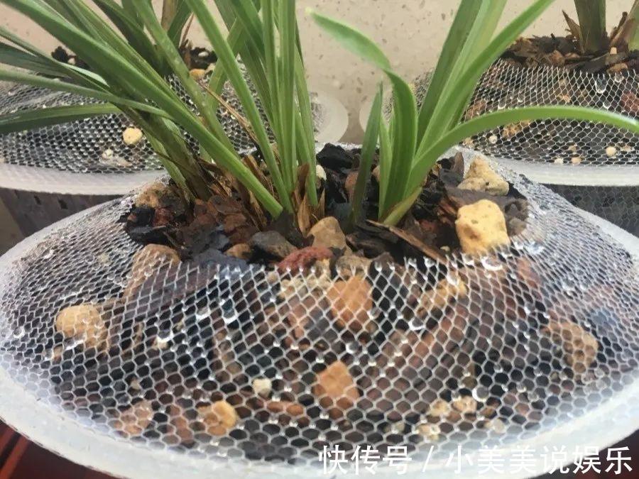 给这花换盆，土里扒出30个崽，根本不用扦插！