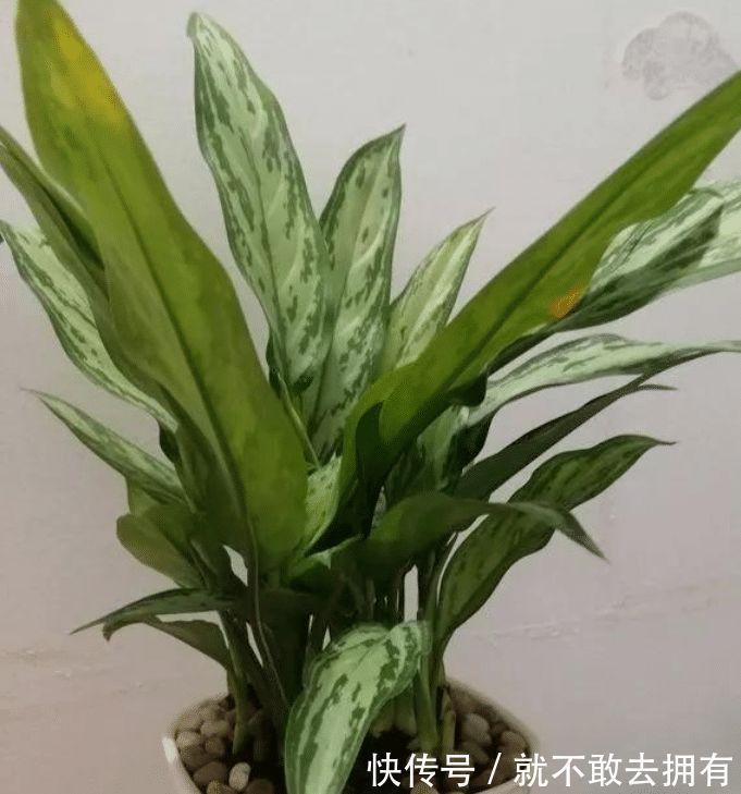 净化|土豪都养3种花,镇宅又旺运,寓意吉祥人人爱,家里养真适合