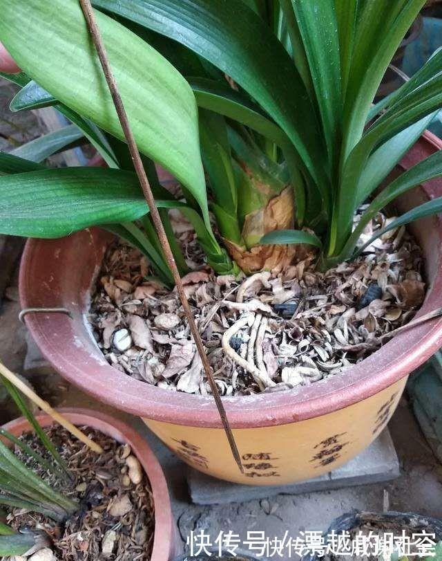 君子兰浇水，掐准“时间”，不早不晚“刚刚好”，养出肥厚好叶片