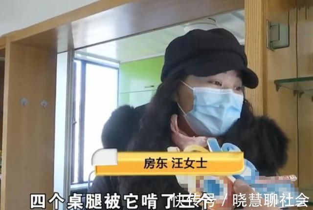 租客|将房屋租给爱狗人士,收房时险些哭出声,房客:维修是房主的事