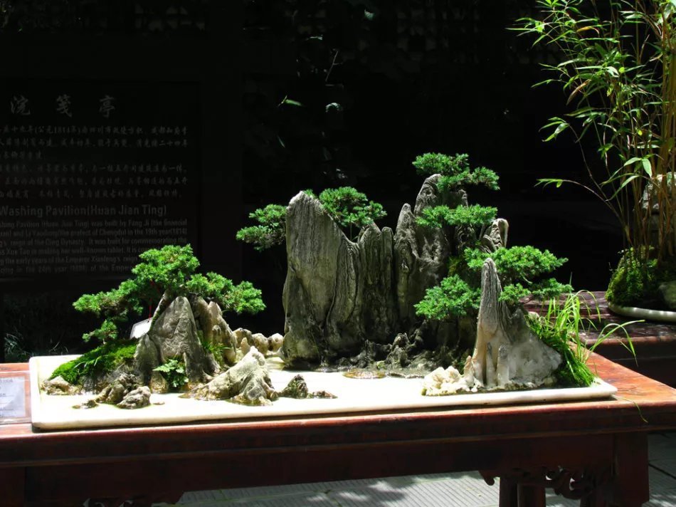 收藏|惊艳的6大盆景造型,中国植物艺术的巅峰,收藏起来