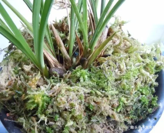 一棵品相绝佳,年年开花的好兰花,根系一定又白又壮