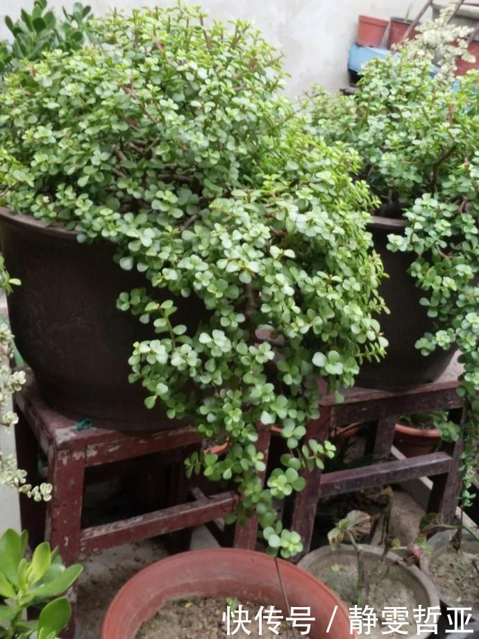 虎皮兰,红掌,吊兰养成老桩，变成大树，真壮观