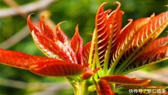 天冷了，常吃3種食物，堅持半個月，排毒養(yǎng)顏、滋補(bǔ)身體！