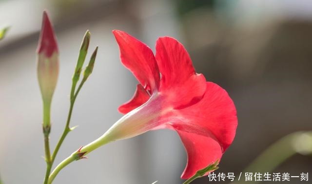 三伏天最能“开”的5种花,不惧高温,花开不断!