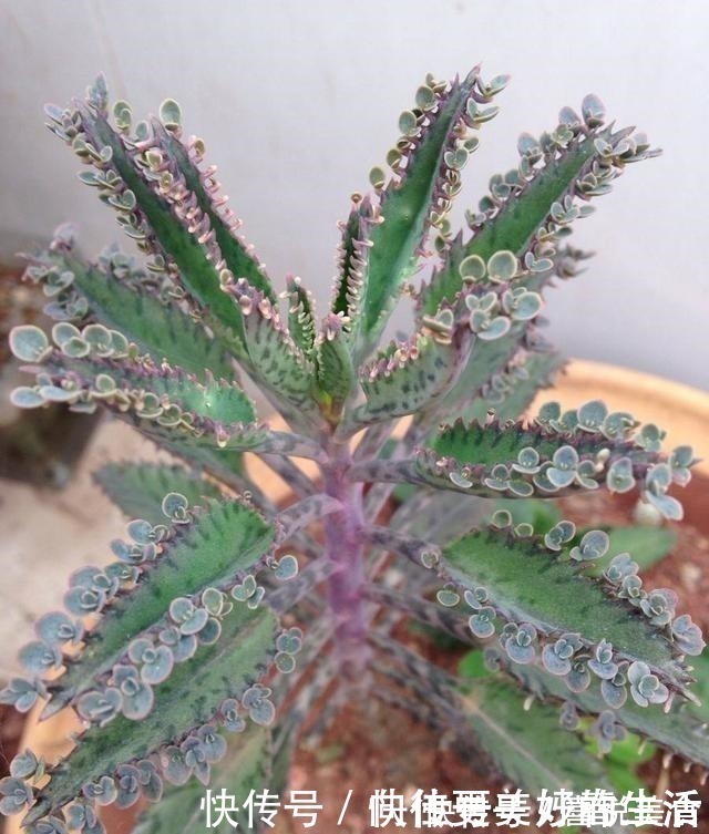 植物|想要短时间养出“爆盆花”,这几个品种最合适,一株就能呼呼长!