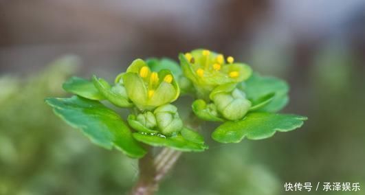 草药|路边碰见“猫眼草”,一定要拔回家,在医院却是珍贵名草药