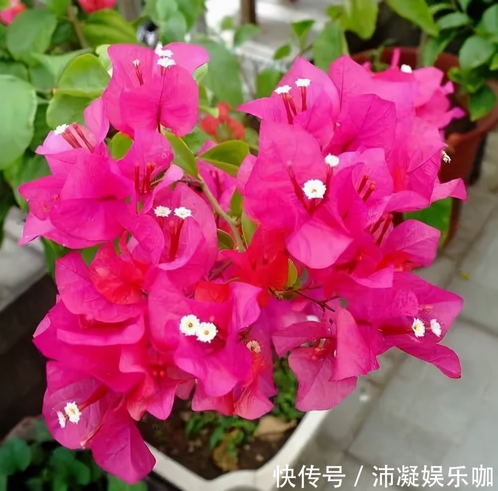 三角梅开败后，及时做好3件事，8月还能分化花芽，绽放层叠群花