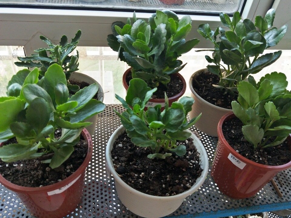 光照|长寿花能否“早开花”注意3个“小细节”,30天长粗枝、花爆盆