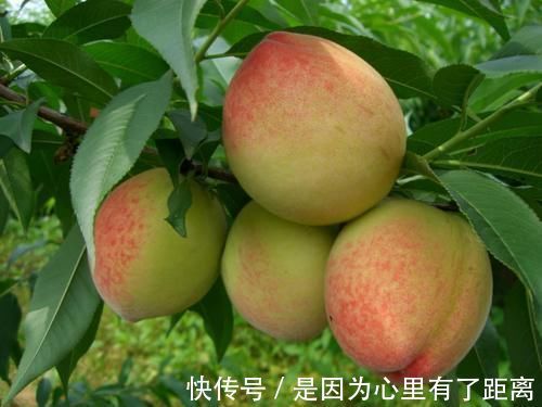 健康|叮嘱家人夏天吃桃子要注意,必须避开这几点,才健康又安全