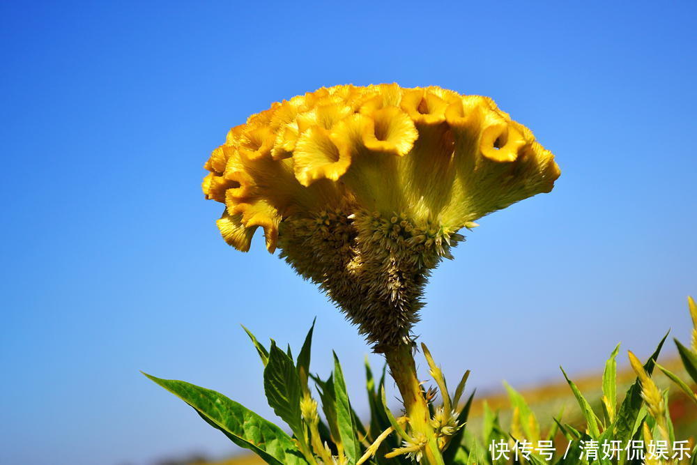 此花名字粗暴,不过却有着美丽的外表,所代表的是永恒的爱