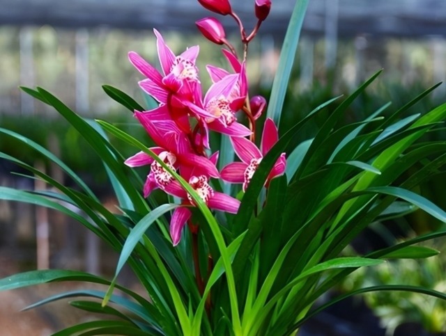 它被誉为“香花之王”，顶级红素，兰香四溢，花开后又仙又美