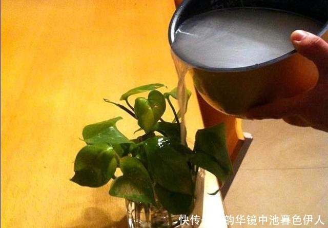 家里养花,乱浇这“3肥水”,烧根烂叶、土壤板结,难怪养不活!