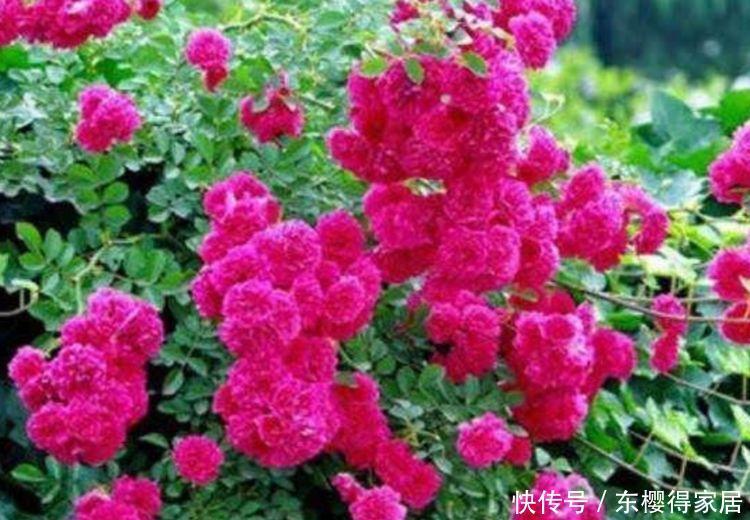 自带“贵气”的3种花,养家里1盆,开花富贵、阳台变成小花园!