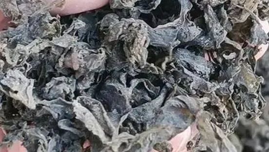 念珠藻|下雨后就能捡,以前嫌它脏,如今一斤80元,成稀罕野菜