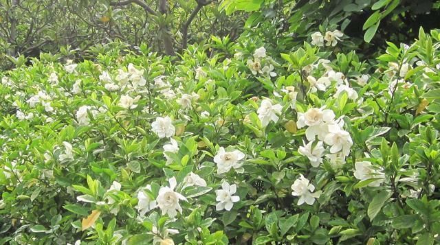 养“栀子花”,注意1个小细节,不黄叶、不掉苞,油绿茂盛开花多