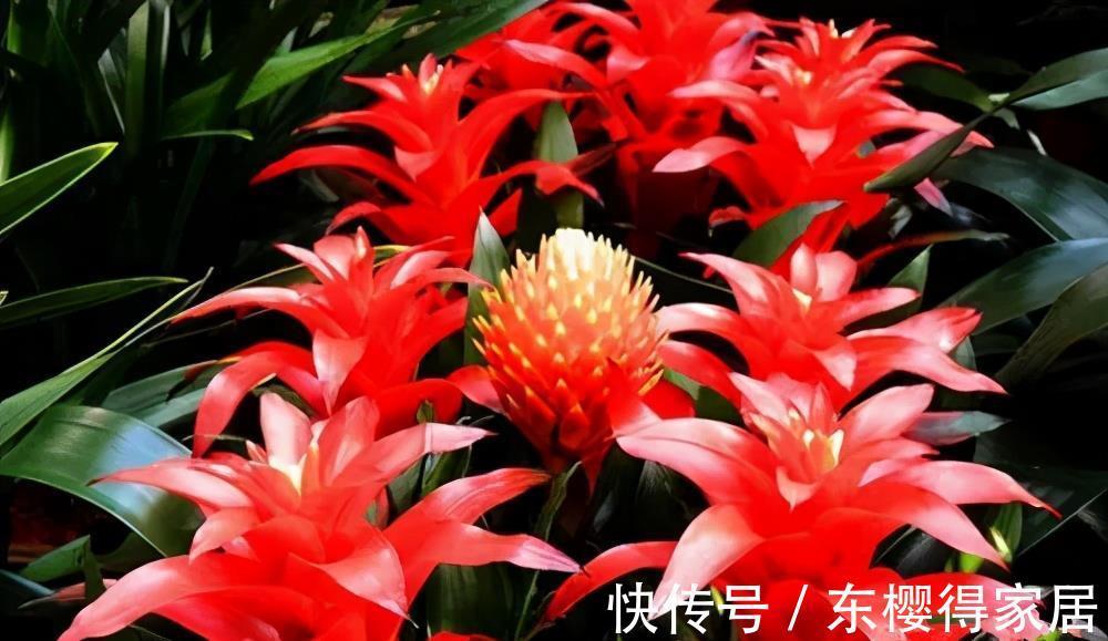 花卉|天热后,家里这些花要搬到阴凉处,否则黄叶烂根只剩个空盆