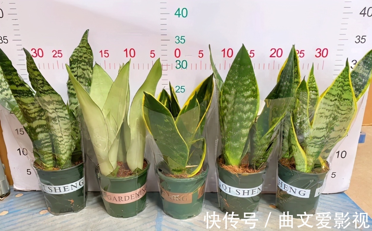 植物|养花别再把水和肥“分2回事”了，浇点它，盆栽土又湿又肥