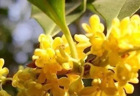 养花浇水时掺上它,虫子一个不留,省钱省事轻松开爆满盆