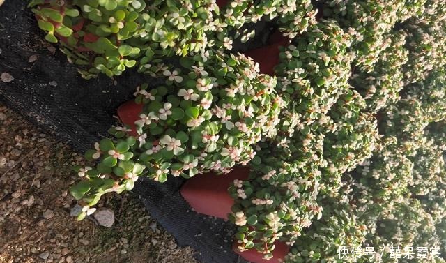 金枝玉叶的养护方法,赶快收藏了吧!