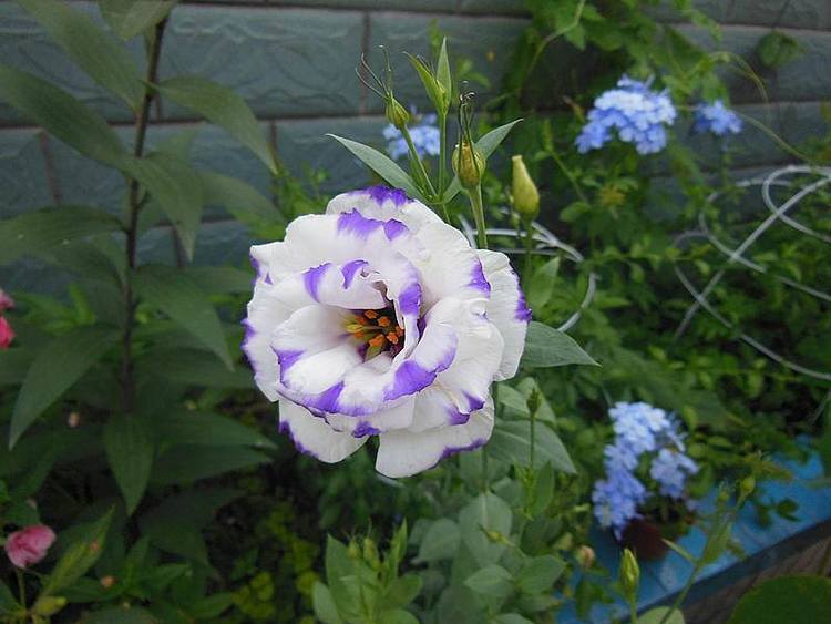 最值得入手的月季,似玫瑰又像牡丹,一年多季开花,是盆栽佳品