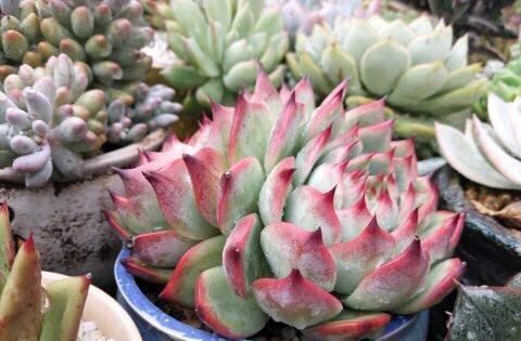 多肉|养多肉植物，了解掌握几个要点，蹭蹭长满盆，上色美极了！