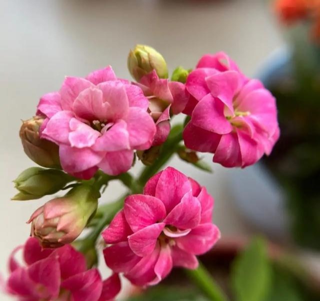 75个长寿花品种,一个比一个美,一起来认识一下吧!