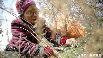 艾草|农村常见野草酷似艾草，其实算万能药材，做饺子也是一绝