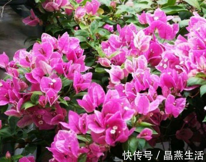 三角梅|4种花堪称贵族,开花时如梦如幻,尊贵大气,漂亮好养