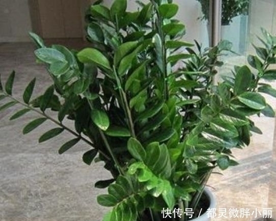 虎皮兰|家里要养3种花，吉祥又喜庆，时来运转，越过越富裕有钱