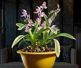 漂亮|此花，比荷花漂亮，比桂花还香，好养又好看，值得拥有