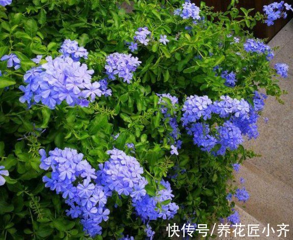 花墙|蓝雪花可以做棒棒糖，也能做“花墙”，记住4步，持续开花大半年