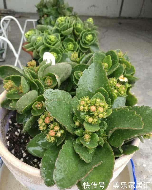 养花不开花，盆里加点这个，花苞叽里咕噜冒不停，花开上百朵
