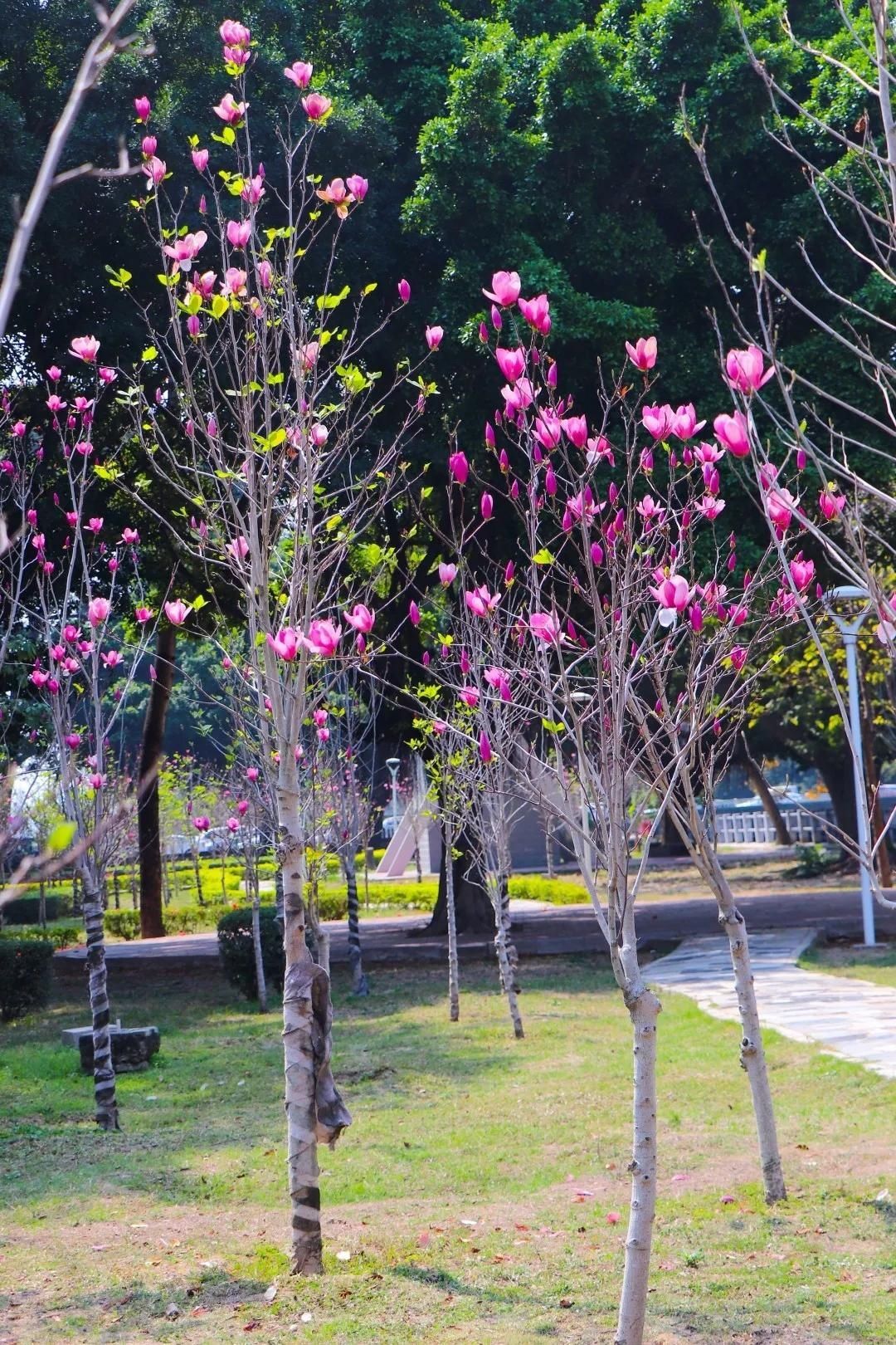 这道独特的风景，欢迎您来观赏！|紫玉兰花开美鮀城 | 中年