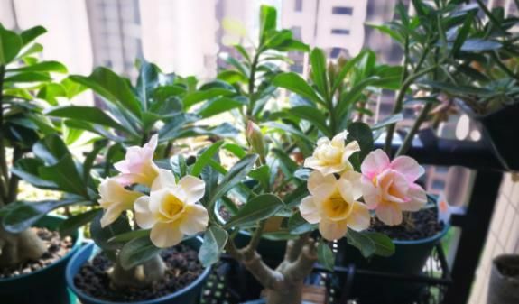 适合小盆养殖的3种花卉,漂亮易打理,颜值不逊色于大型盆景