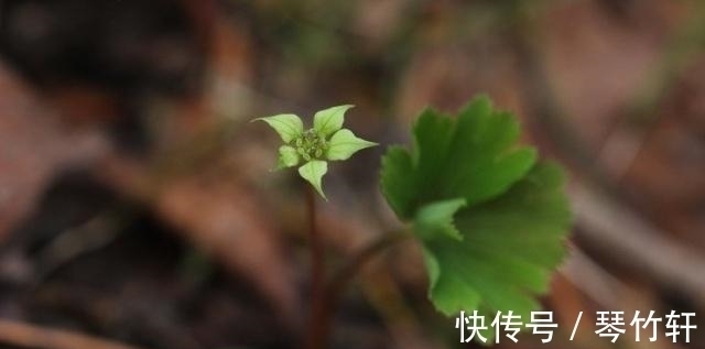 世界上最独立的植物,一生只长一片叶子,只开一朵绿色的小花