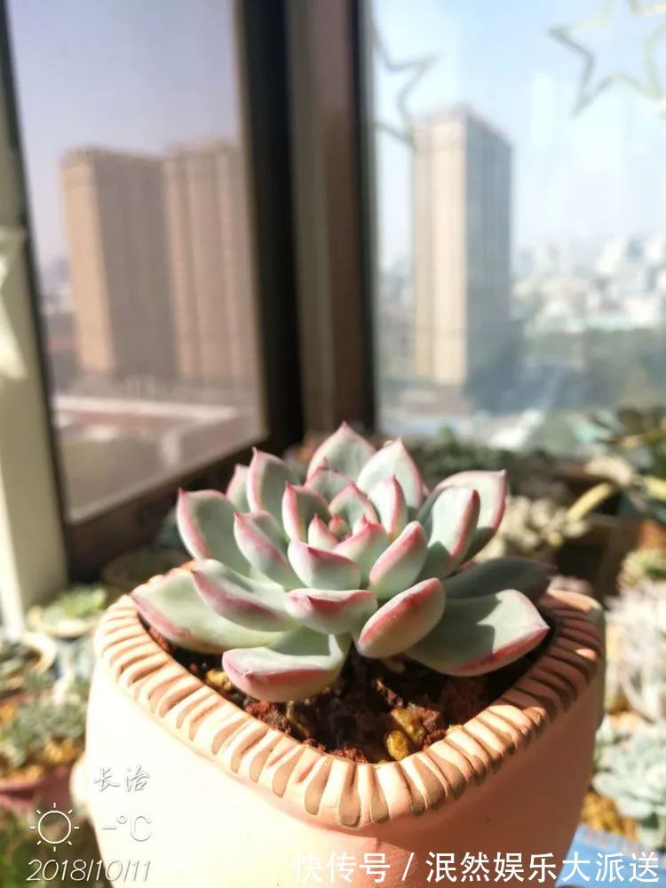 蚧壳虫|为肉痴狂!多肉植物也会用最美的容颜报答我们的勤劳付出!