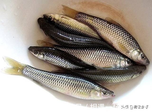 用袖钩钓鱼总跑鱼不了解袖钩的用途，鱼口再好也难入篓