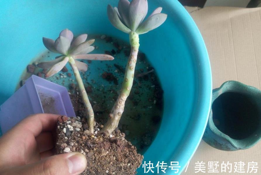水溶液|天热换盆土,方法不正确,多肉反而更容易烂根化水