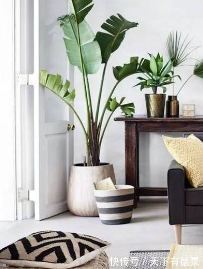 养花|客厅摆上3种花，净化空气上档次，提高了家居品味，值得拥有